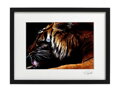 Umelecké fotografie Zvieratá - Tiger (čierny rám)