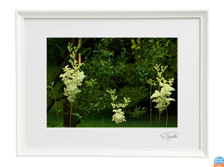 Umelecká fotografia Krajina - Elfí les (biely rám)