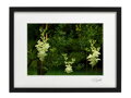Umělecká fotografie Krajina - Elfí les (černý rám)