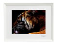 Fotokunst Tiere - Tiger (weißer Rahmen)
