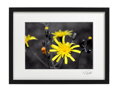 Künstlerisches Foto Landschaft - Gelbe Blume (schwarzer Rahmen)