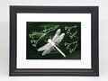 Libelle - grüne Glasmalerei im Rahmen 21 x 30 cm (Passepartout 13 x 18 cm)