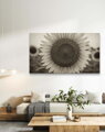 Fotoplátno -Černobílá slunečnice