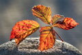 Limitovaná edice autorské fotografie - Podzimní list