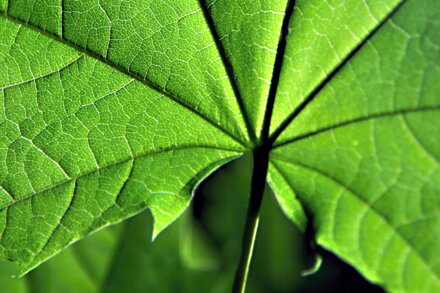 Autorská fotografie na akrylátovém skle - Limitovaná edice autorské fotografie - Obraz z galerie na akrylátovém skle - autorské fotografie v edici 100 kusů