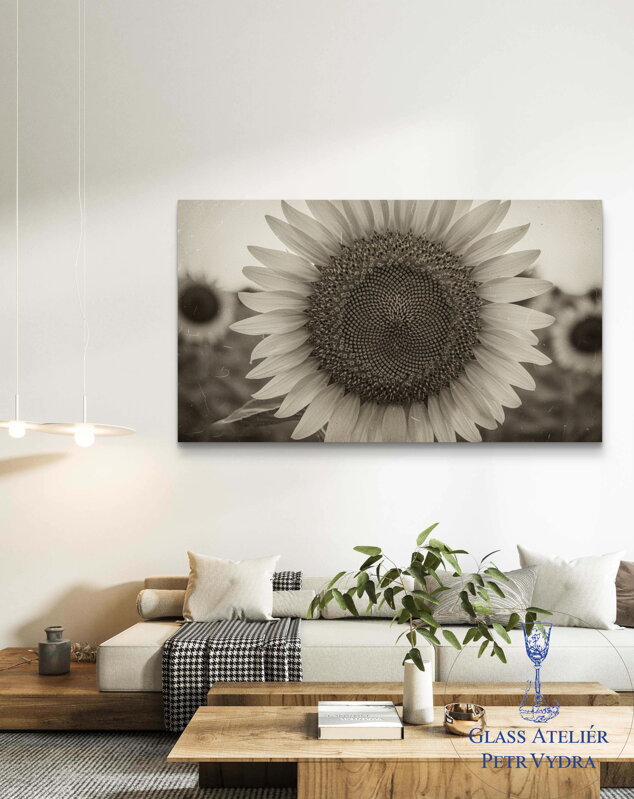 Fotoplátno -Černobílá slunečnice