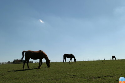 Autorská fotografie Tři koně