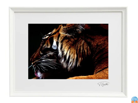 Umělecká fotografie Zvířata - Tygr (Bílý rám)