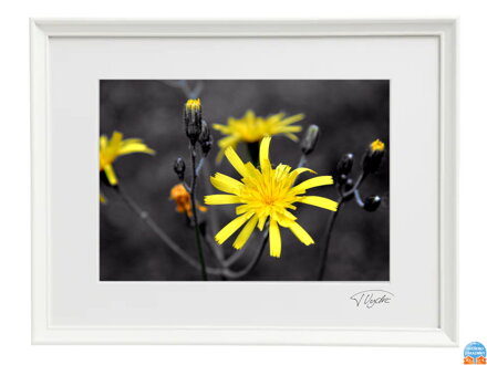 Umělecká fotografie Krajina - Žlutý květ (bílý rám)
