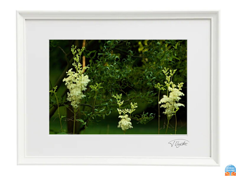 Umělecká fotografie Krajina - Elfí les (bílý rám)