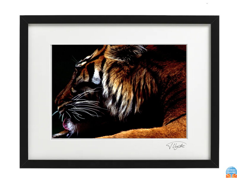 Kunstfoto Tiere - Tiger (schwarzer Rahmen)