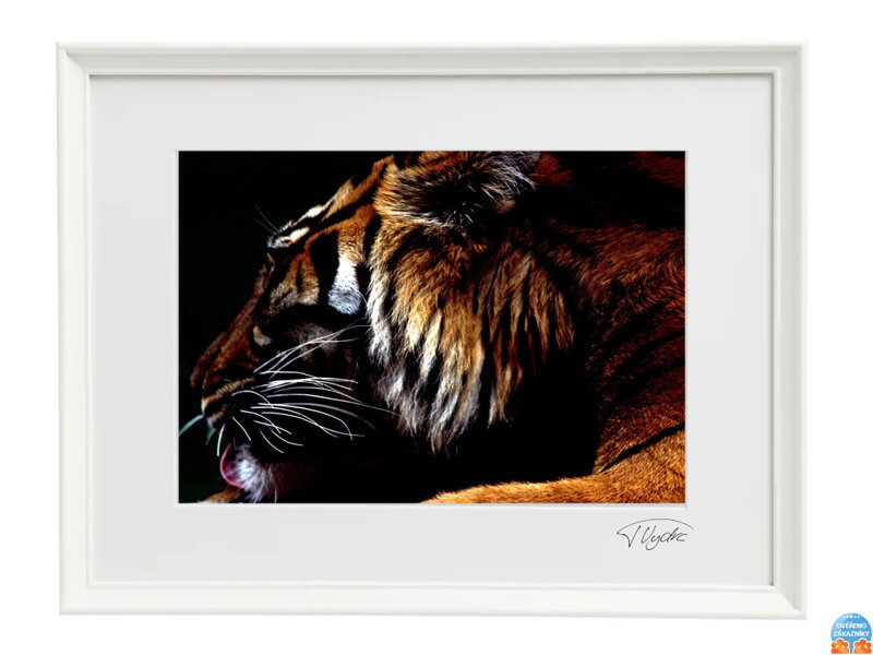 Umelecké fotografie Zvieratá - Tiger (Biely rám)