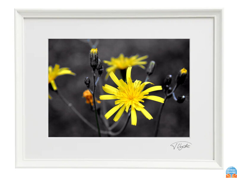 Kunstfoto Landschaft - Gelbe Blume (weißer Rahmen)