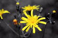 Autorská fotografie  Žlutý květ