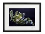 Umělecká fotografie - Květák (černý rám)