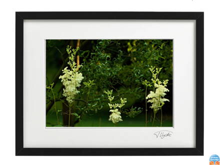 Umělecká fotografie Krajina - Elfí les (černý rám)