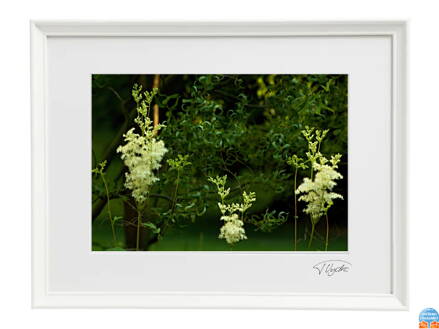 Umělecká fotografie Krajina - Elfí les (bílý rám)