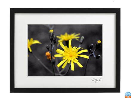 Umělecká fotografie Krajina - Žlutý květ (černý rám)