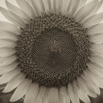Acrylglasmalerei – Schwarze und weiße Sonnenblume